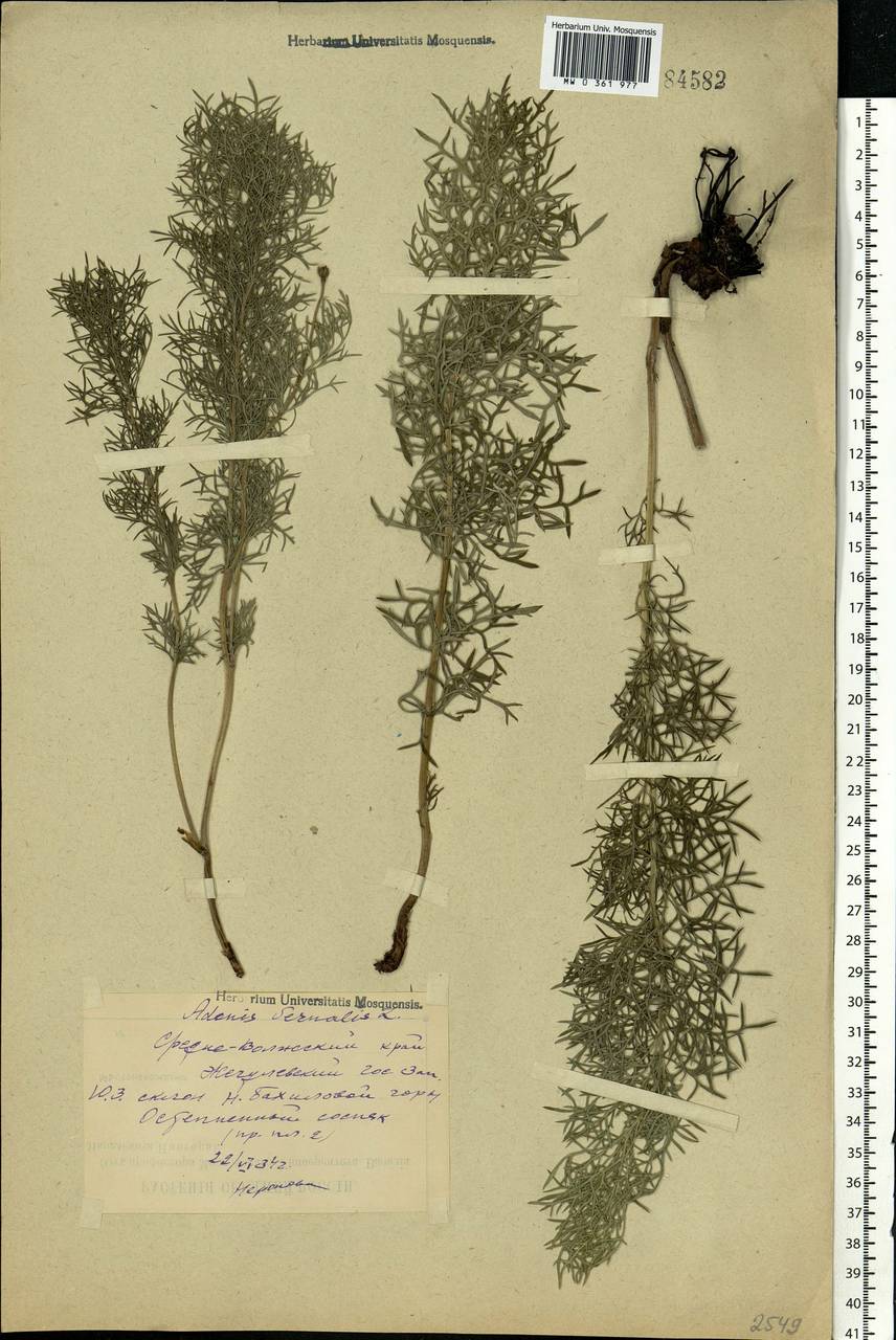 Adonis vernalis L., Eastern Europe, Middle Volga region (E8) (Russia)