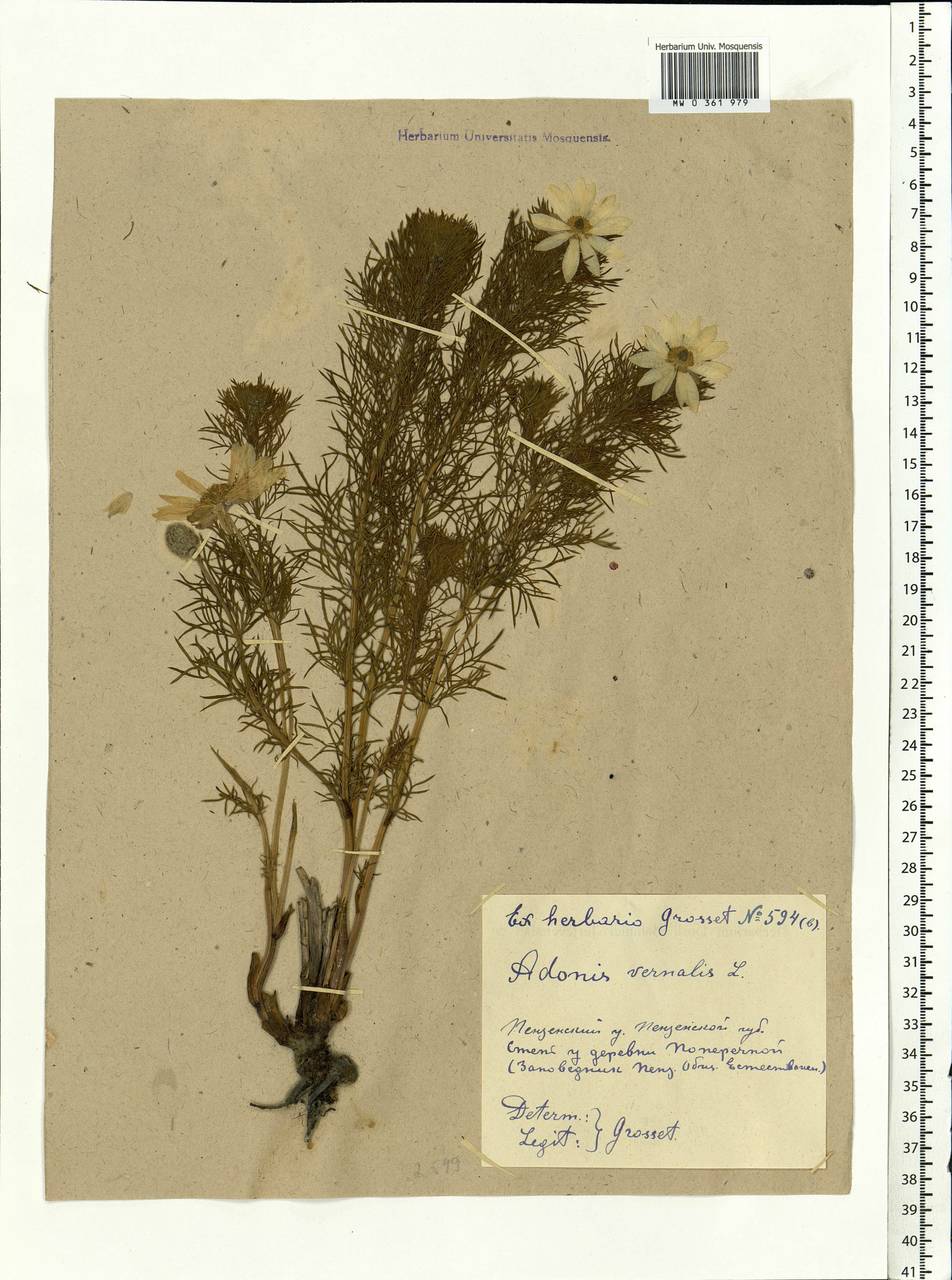Adonis vernalis L., Eastern Europe, Middle Volga region (E8) (Russia)