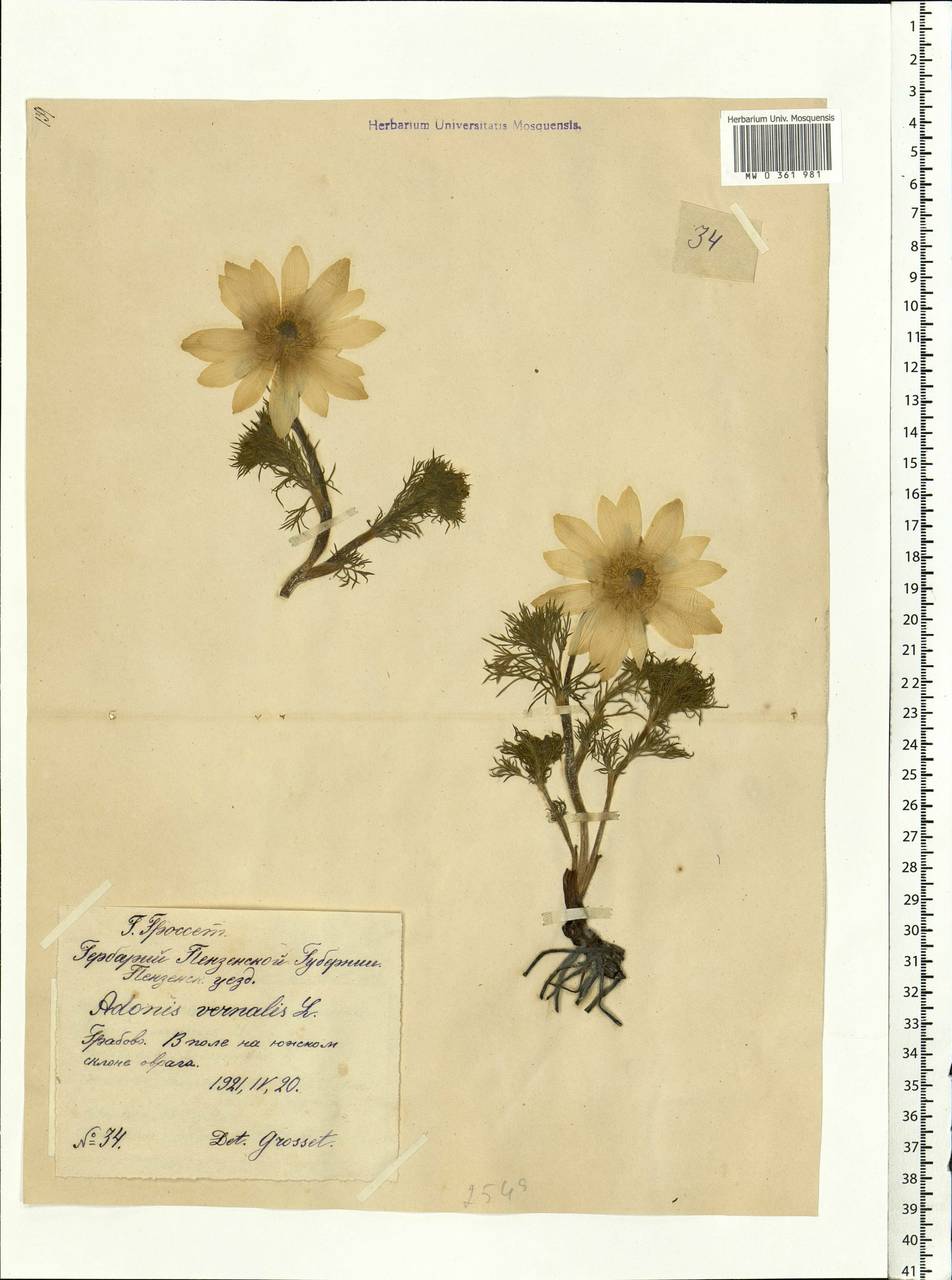 Adonis vernalis L., Eastern Europe, Middle Volga region (E8) (Russia)