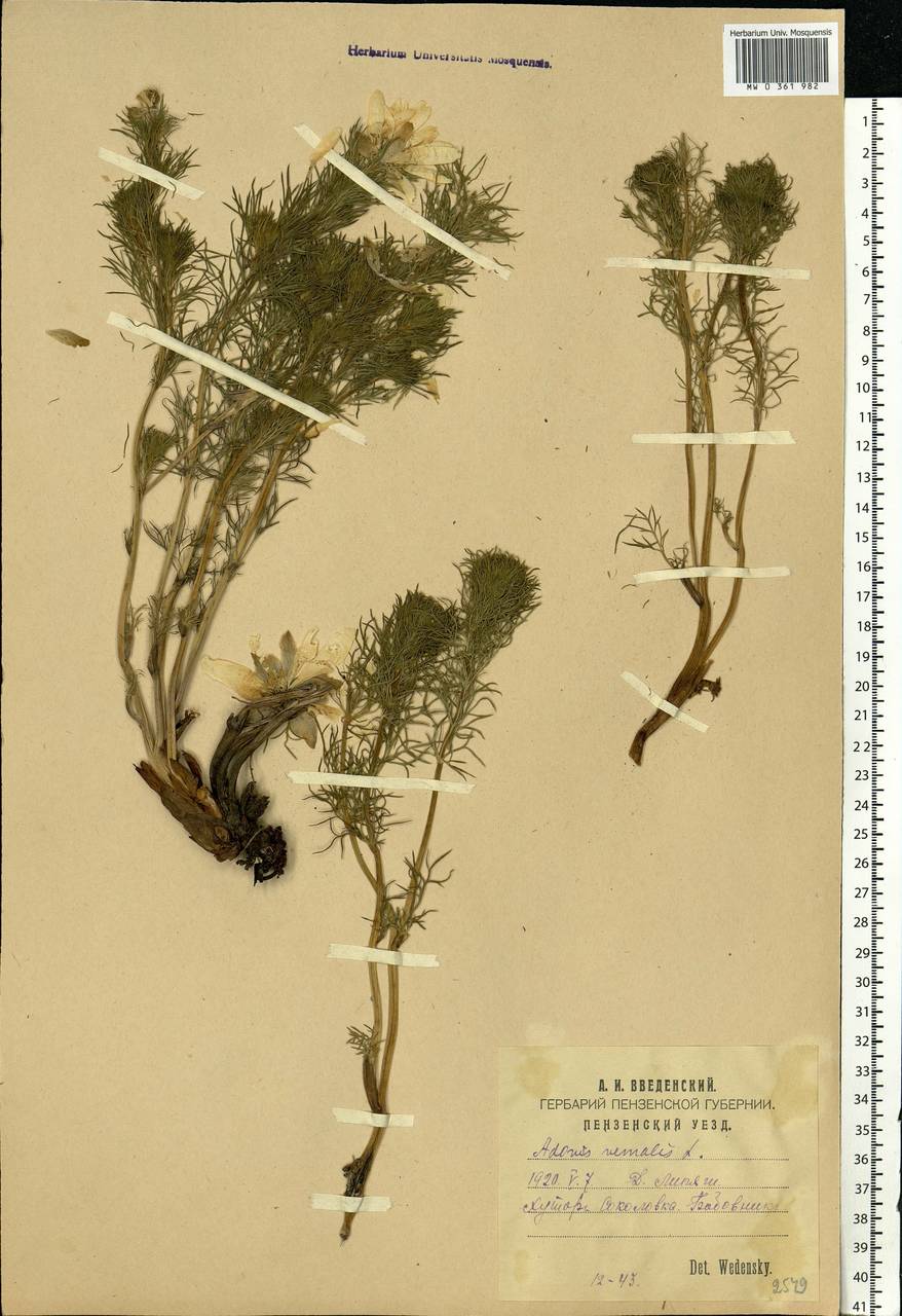 Adonis vernalis L., Eastern Europe, Middle Volga region (E8) (Russia)