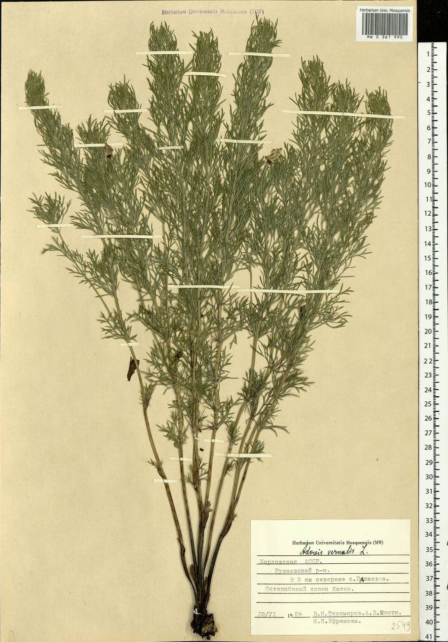 Adonis vernalis L., Eastern Europe, Middle Volga region (E8) (Russia)