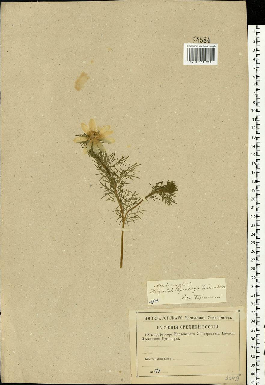 Adonis vernalis L., Eastern Europe, Middle Volga region (E8) (Russia)