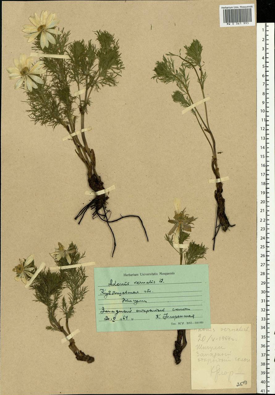 Adonis vernalis L., Eastern Europe, Middle Volga region (E8) (Russia)