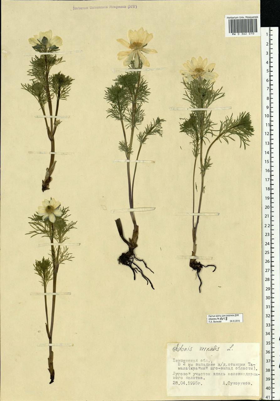 Adonis vernalis L., Eastern Europe, Middle Volga region (E8) (Russia)