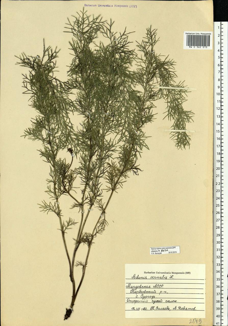 Adonis vernalis L., Eastern Europe, Middle Volga region (E8) (Russia)