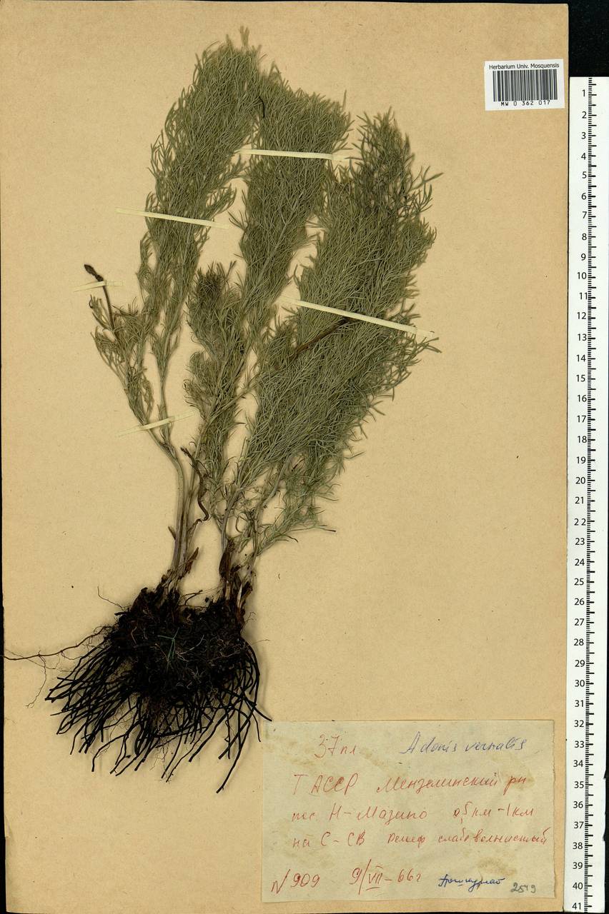 Adonis vernalis L., Eastern Europe, Middle Volga region (E8) (Russia)