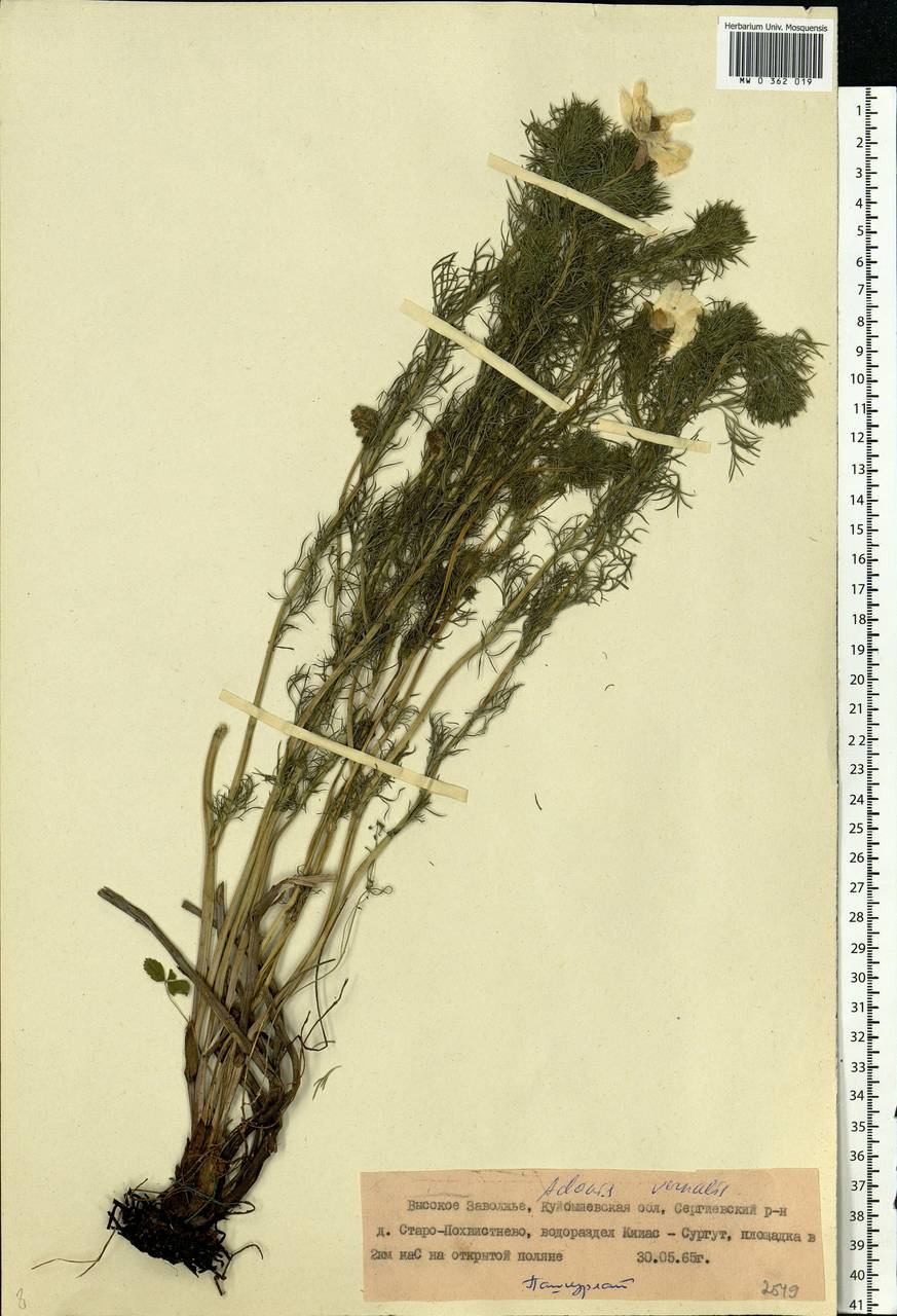 Adonis vernalis L., Eastern Europe, Middle Volga region (E8) (Russia)