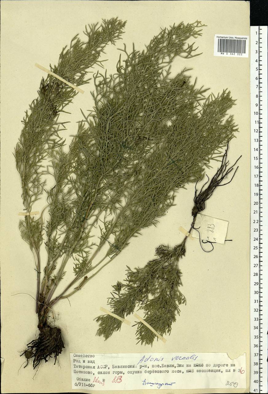 Adonis vernalis L., Eastern Europe, Middle Volga region (E8) (Russia)