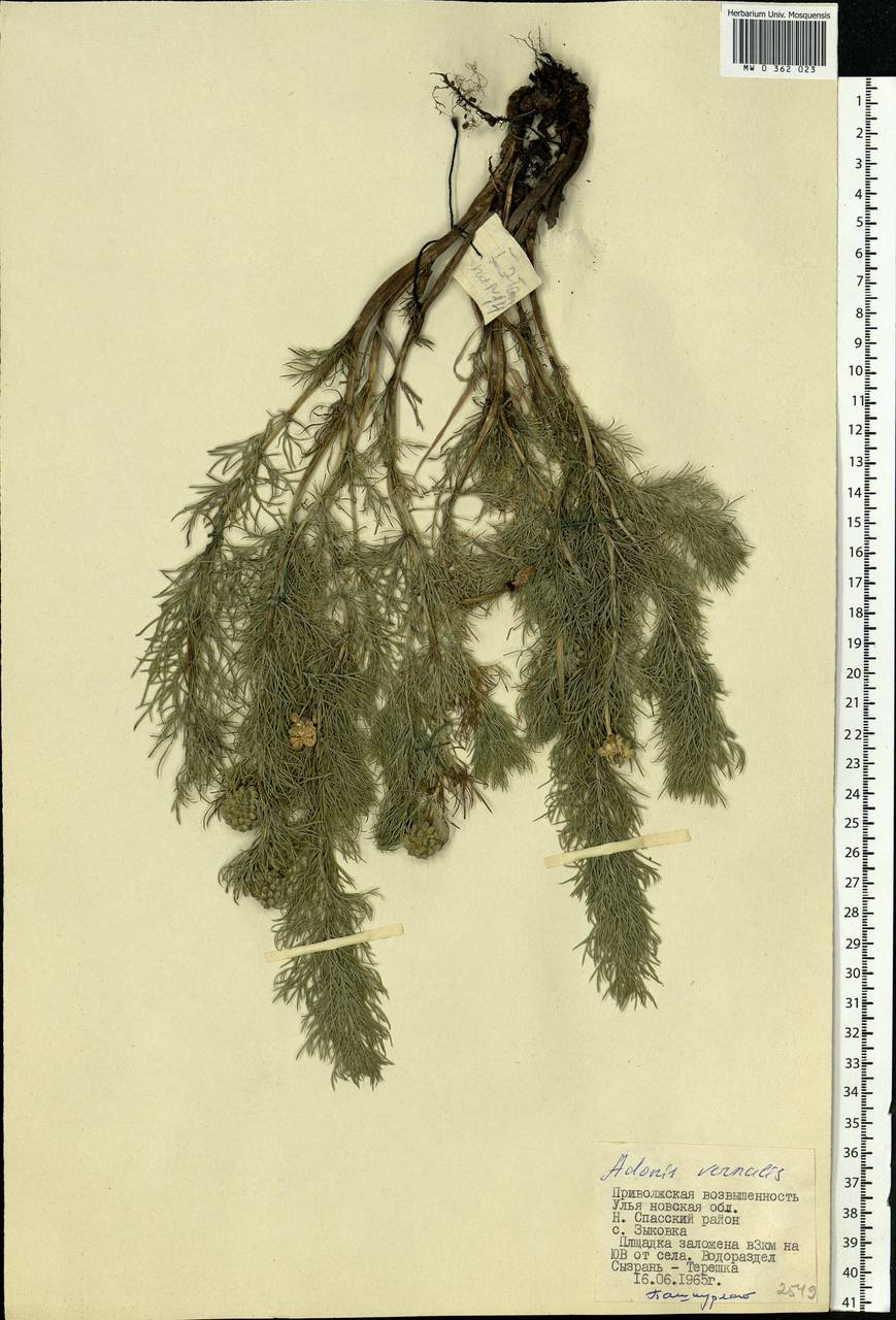 Adonis vernalis L., Eastern Europe, Middle Volga region (E8) (Russia)