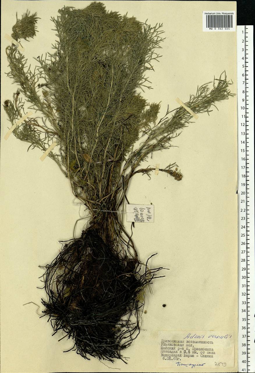 Adonis vernalis L., Eastern Europe, Middle Volga region (E8) (Russia)