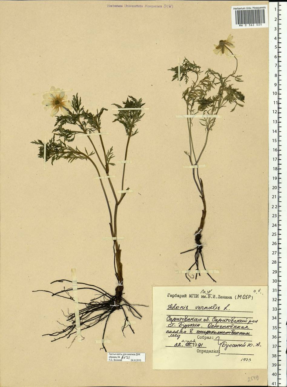 Adonis vernalis L., Eastern Europe, Lower Volga region (E9) (Russia)