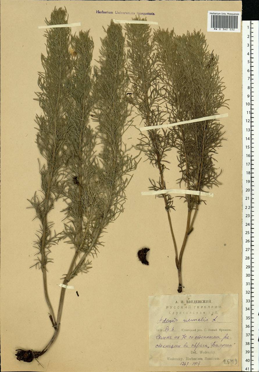 Adonis vernalis L., Eastern Europe, Middle Volga region (E8) (Russia)
