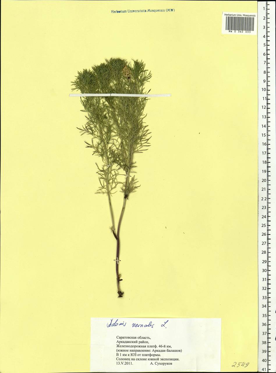 Adonis vernalis L., Eastern Europe, Lower Volga region (E9) (Russia)