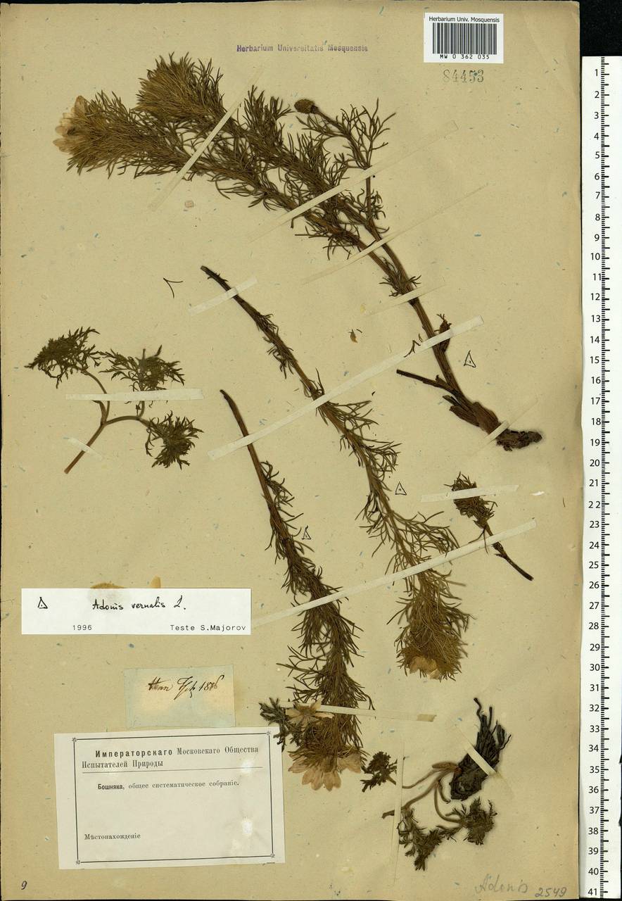 Adonis vernalis L., Eastern Europe, Rostov Oblast (E12a) (Russia)