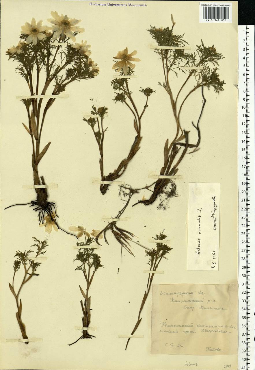 Adonis vernalis L., Eastern Europe, Lower Volga region (E9) (Russia)