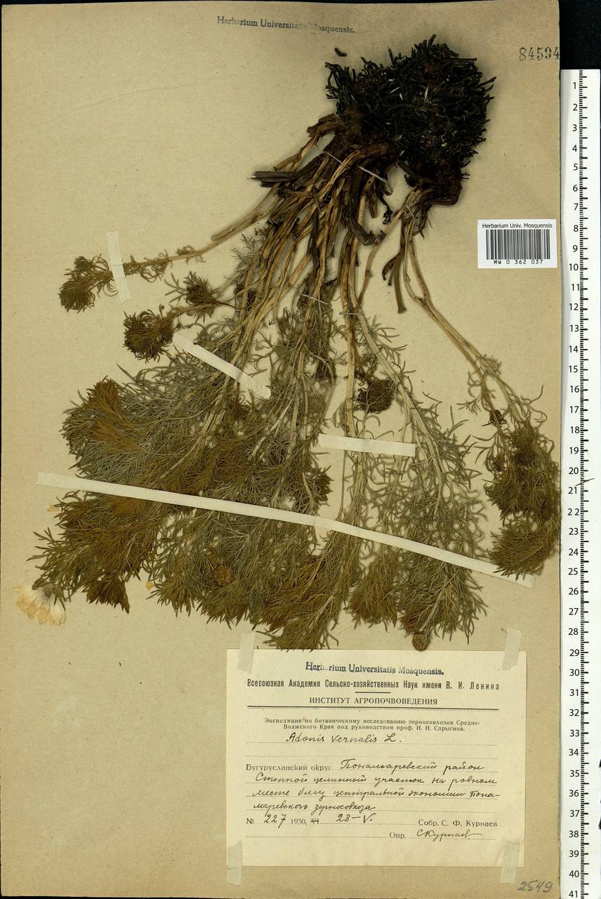 Adonis vernalis L., Eastern Europe, Eastern region (E10) (Russia)