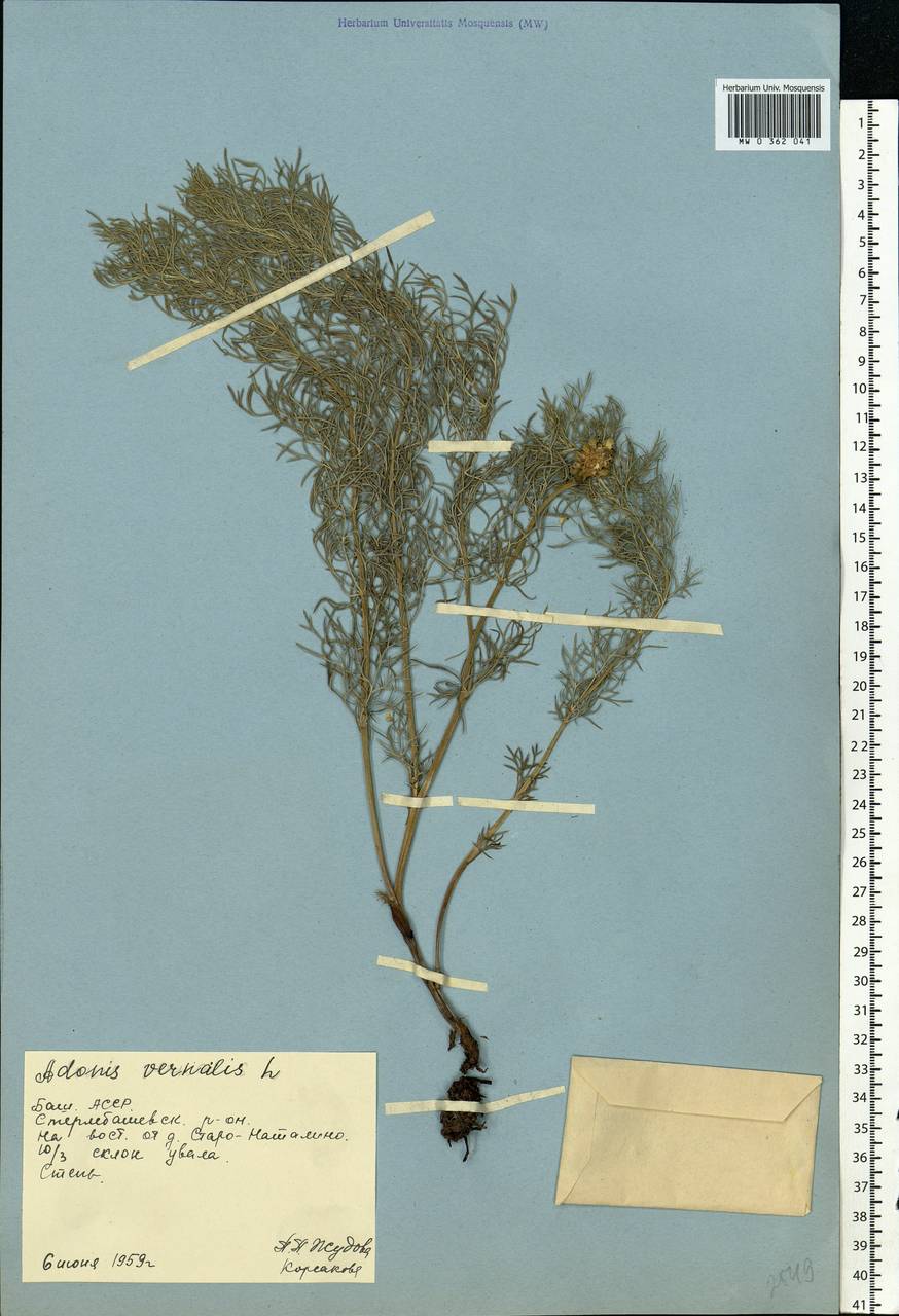 Adonis vernalis L., Eastern Europe, Eastern region (E10) (Russia)