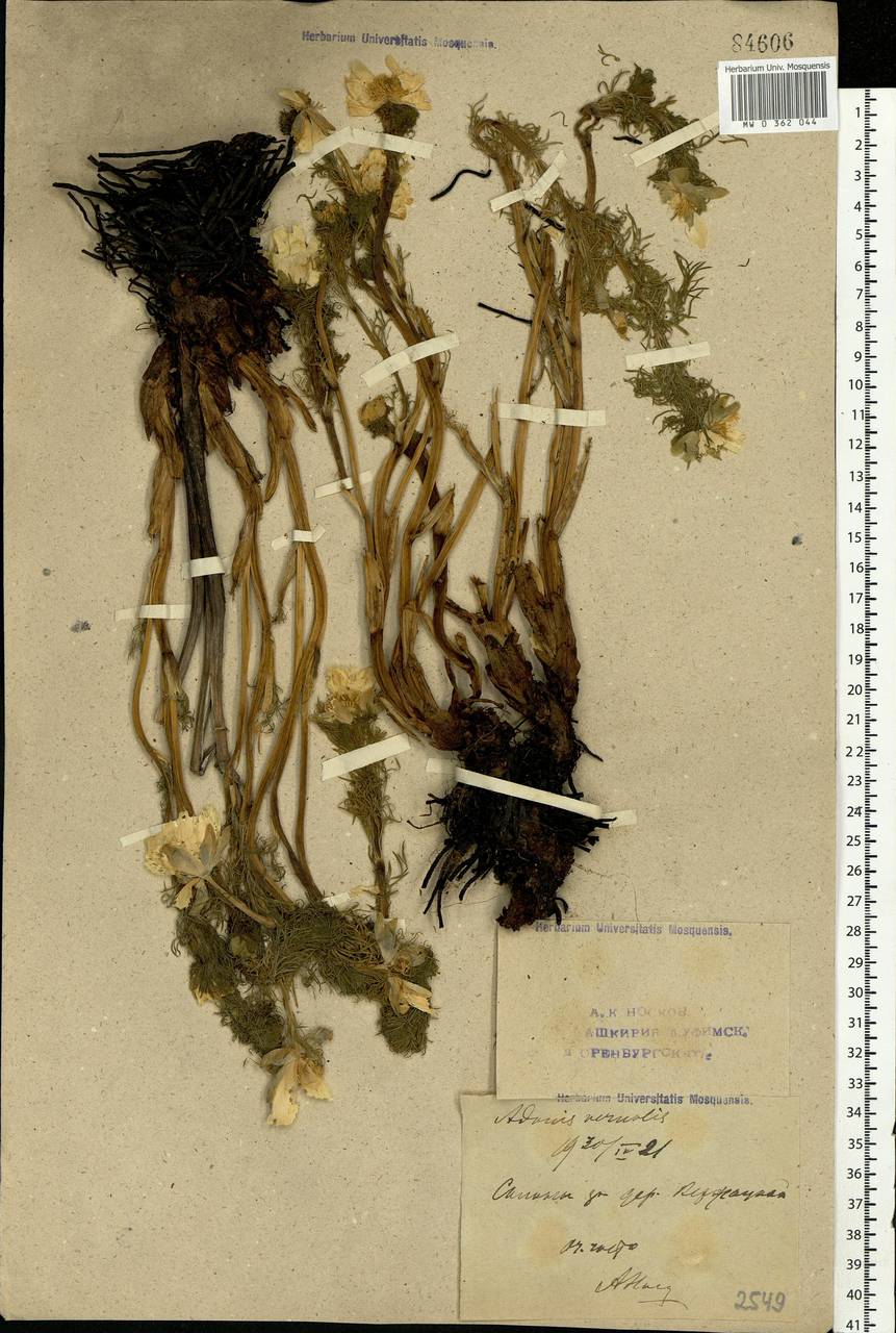 Adonis vernalis L., Eastern Europe, Eastern region (E10) (Russia)