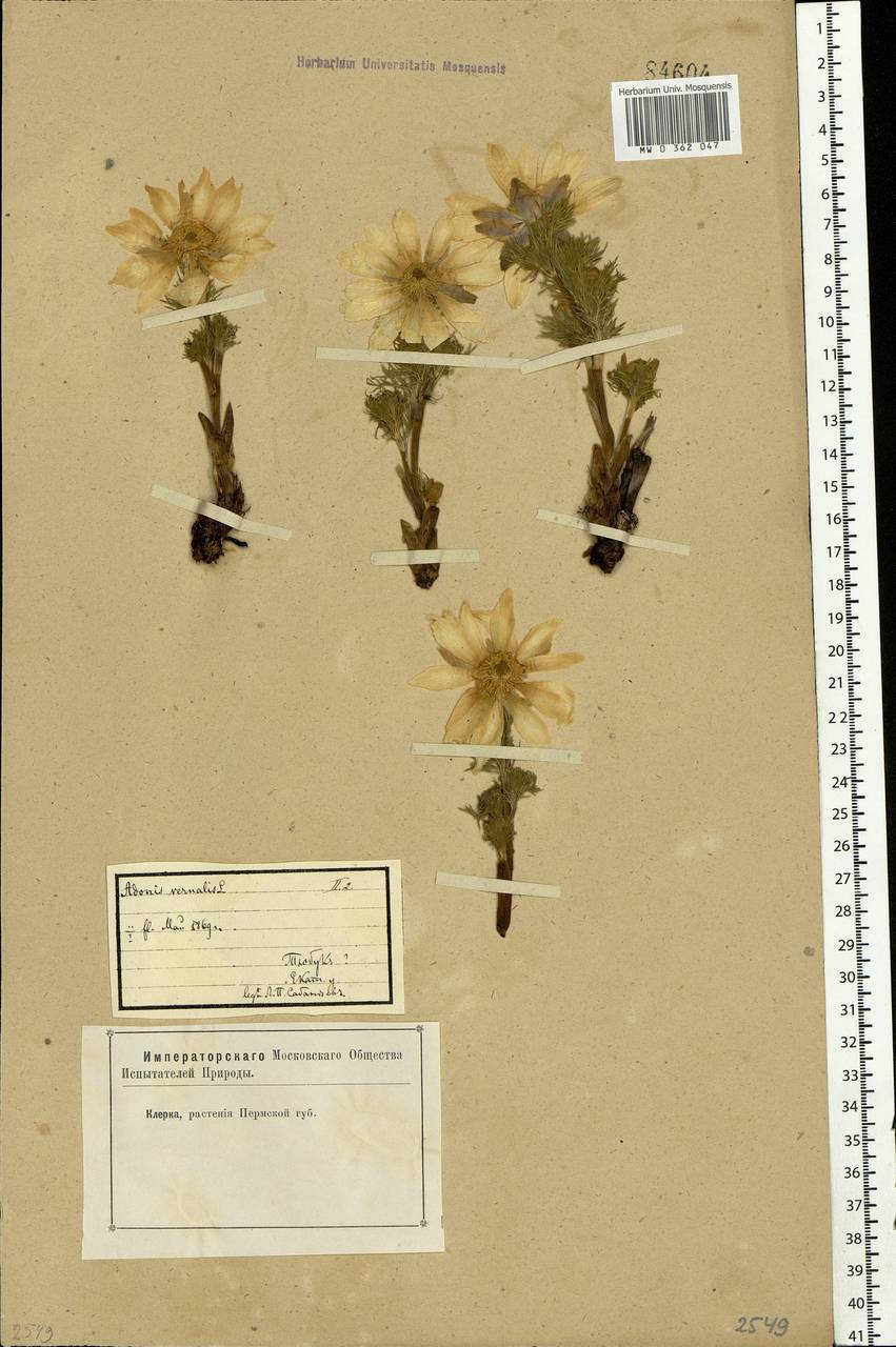 Adonis vernalis L., Eastern Europe, Eastern region (E10) (Russia)