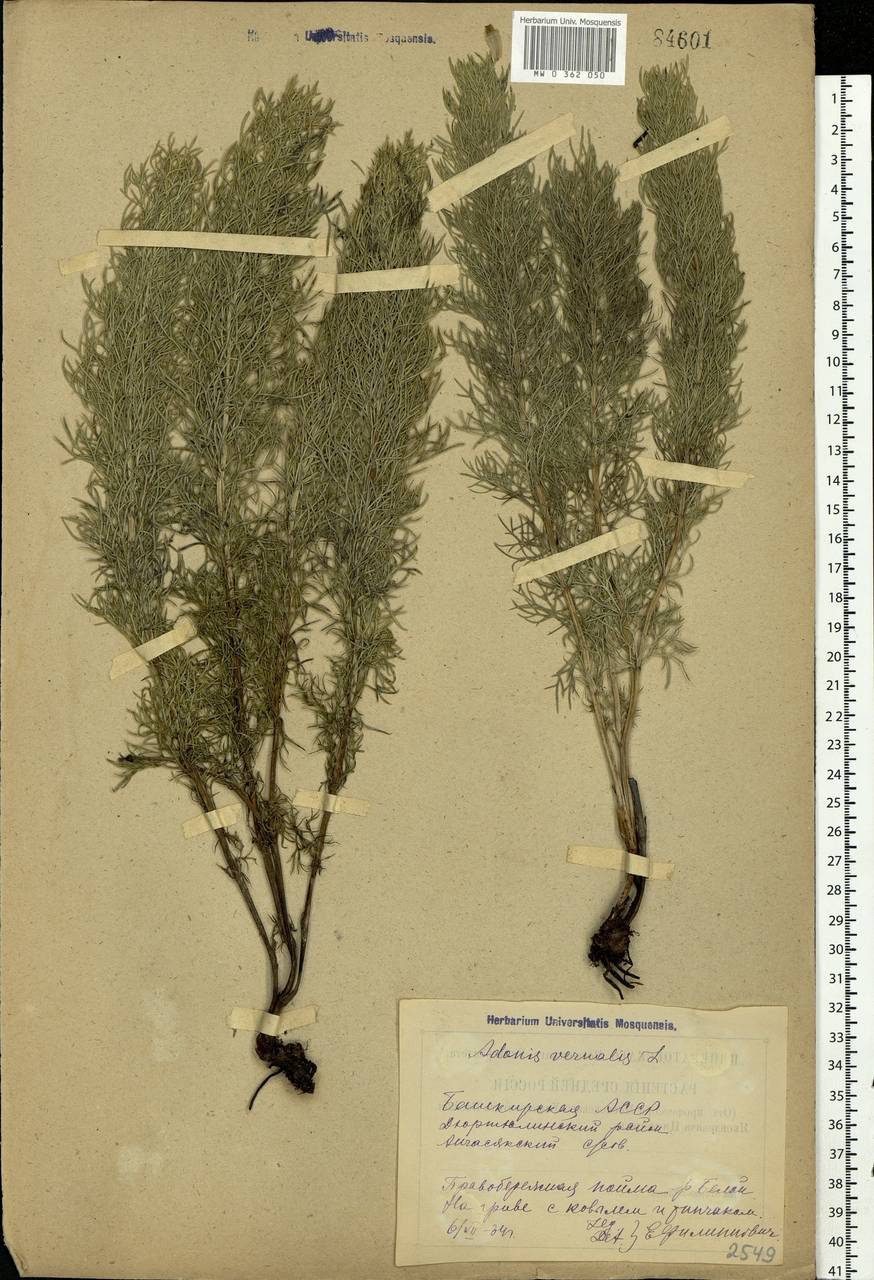 Adonis vernalis L., Eastern Europe, Eastern region (E10) (Russia)