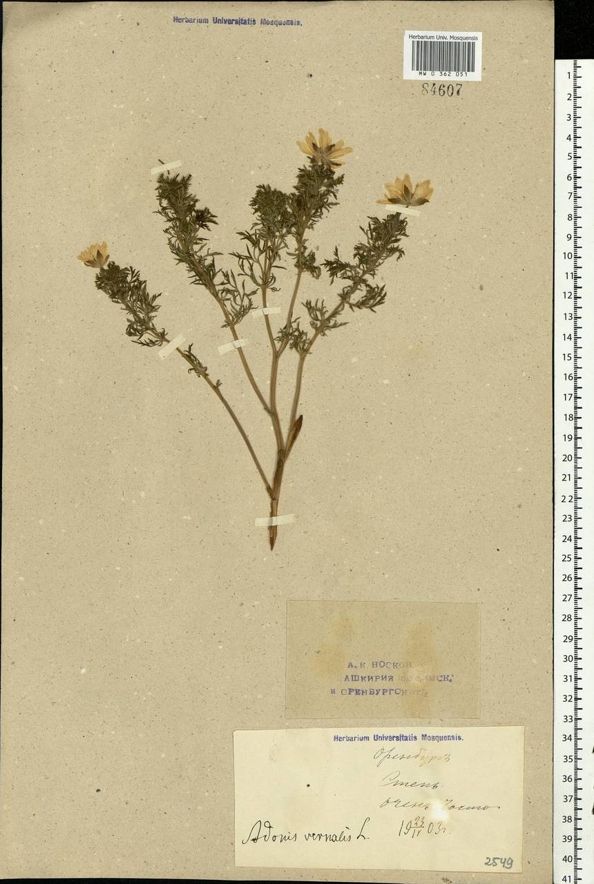 Adonis vernalis L., Eastern Europe, Eastern region (E10) (Russia)