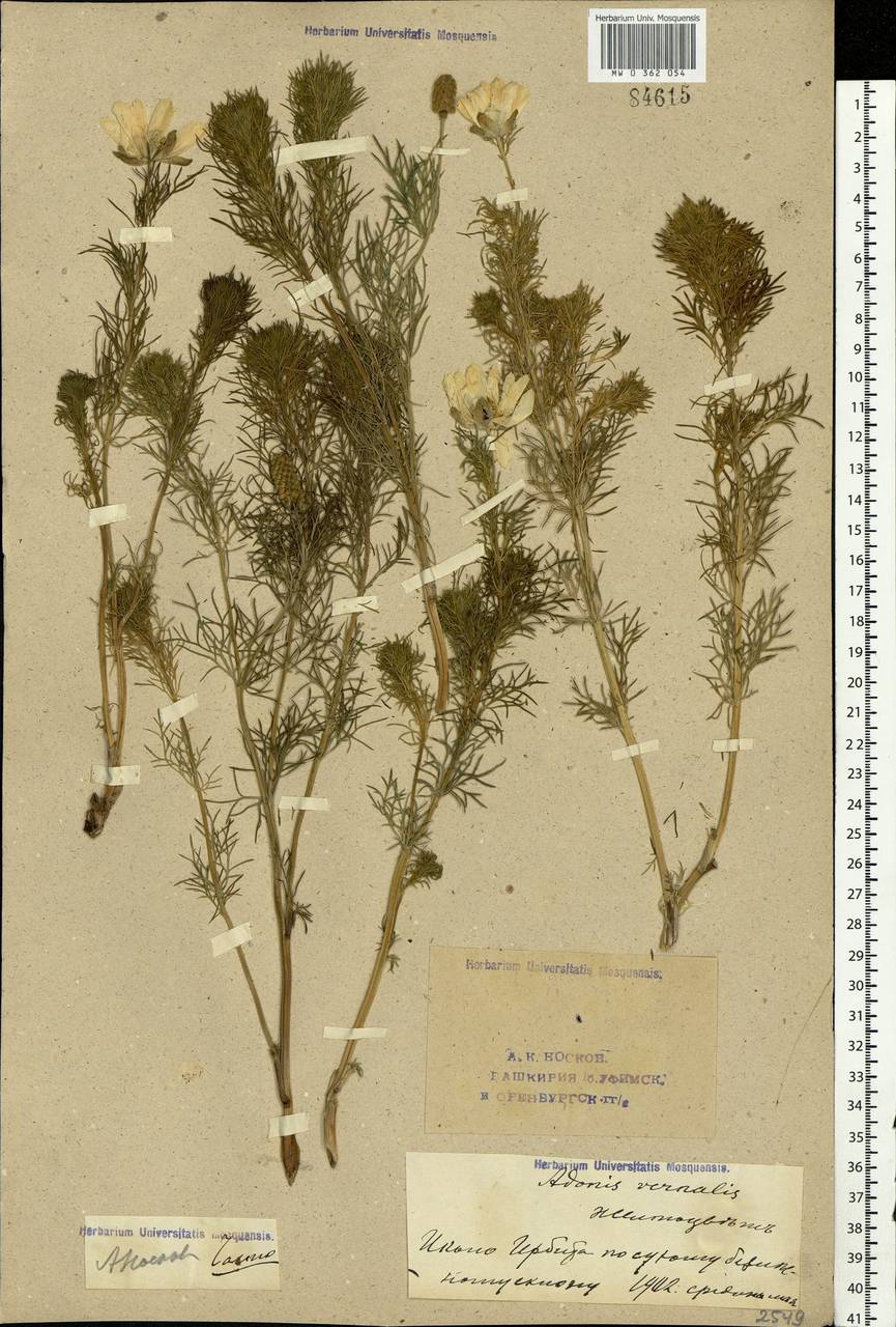 Adonis vernalis L., Eastern Europe, Eastern region (E10) (Russia)