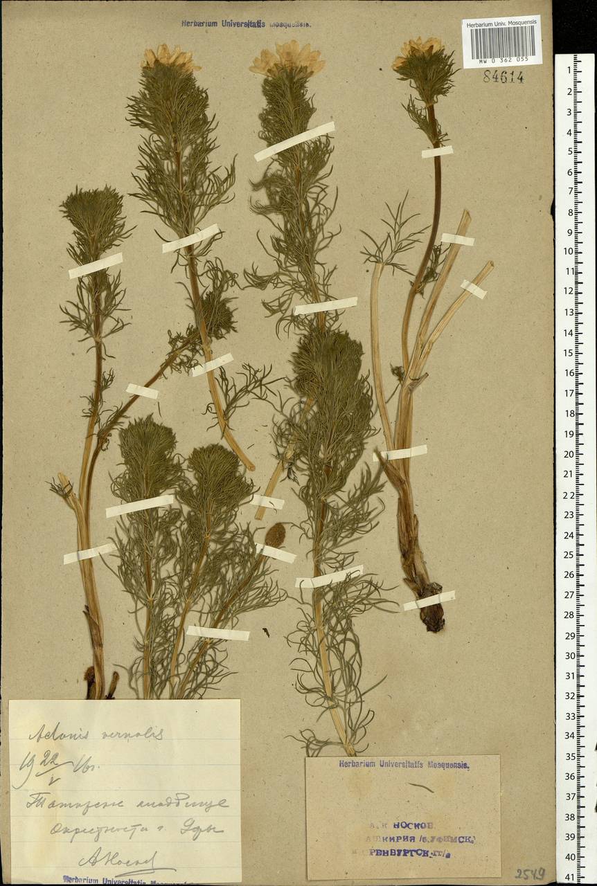 Adonis vernalis L., Eastern Europe, Eastern region (E10) (Russia)