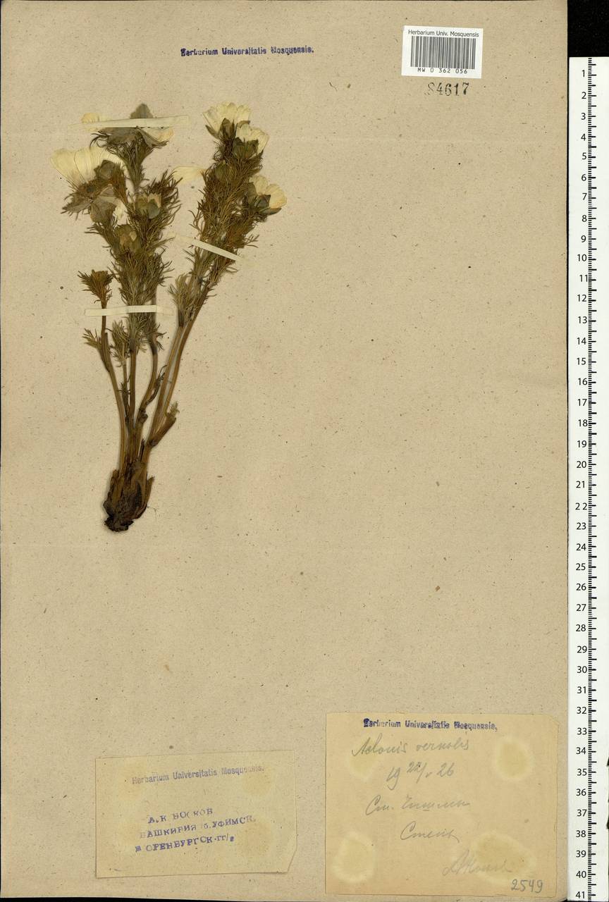 Adonis vernalis L., Eastern Europe, Eastern region (E10) (Russia)