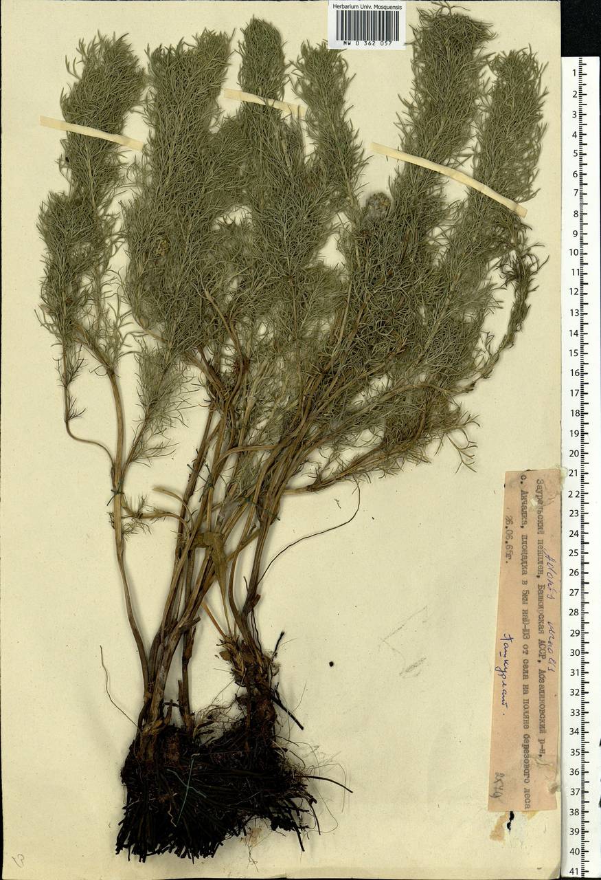 Adonis vernalis L., Eastern Europe, Eastern region (E10) (Russia)