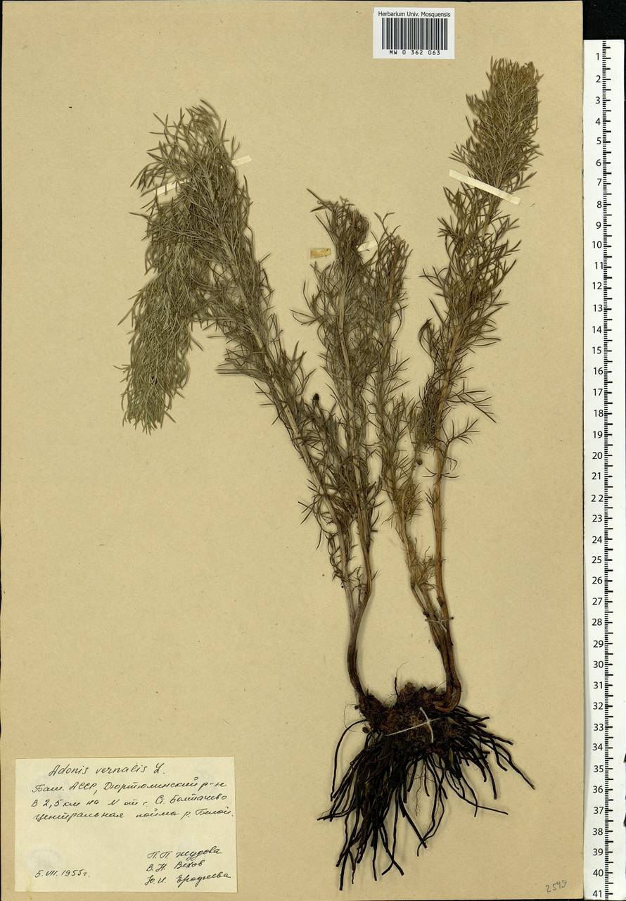 Adonis vernalis L., Eastern Europe, Eastern region (E10) (Russia)