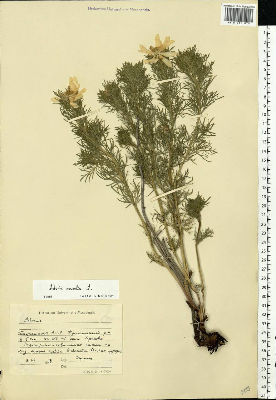 Adonis vernalis L., Eastern Europe, Eastern region (E10) (Russia)