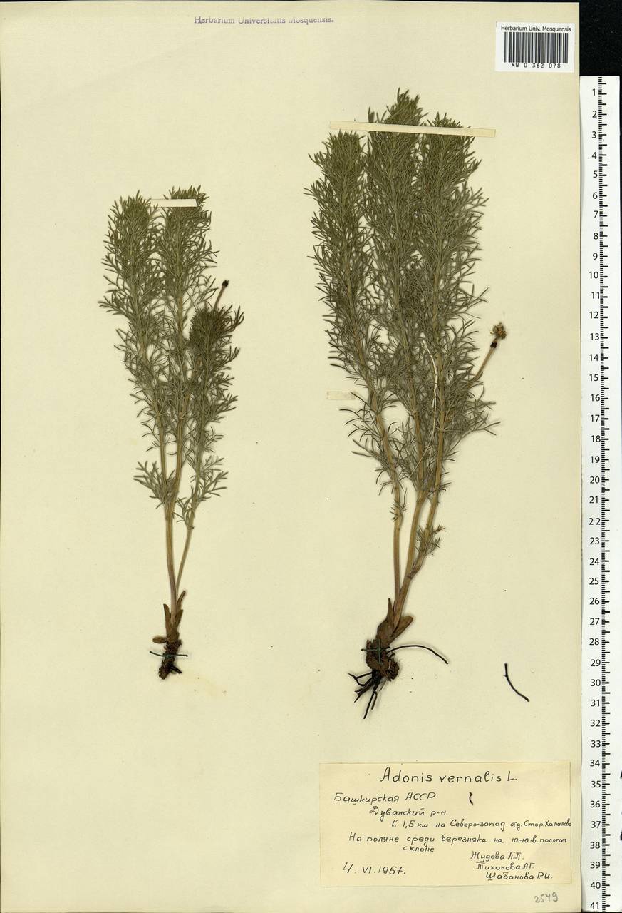 Adonis vernalis L., Eastern Europe, Eastern region (E10) (Russia)