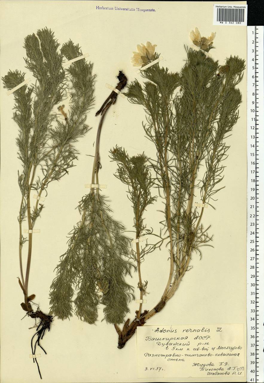 Adonis vernalis L., Eastern Europe, Eastern region (E10) (Russia)