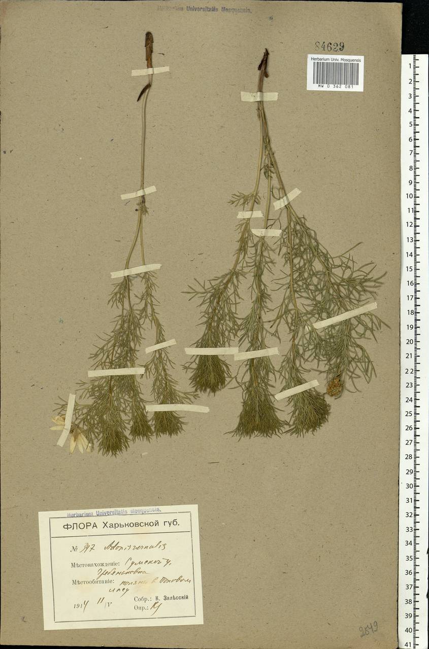Adonis vernalis L., Eastern Europe, North Ukrainian region (E11) (Ukraine)