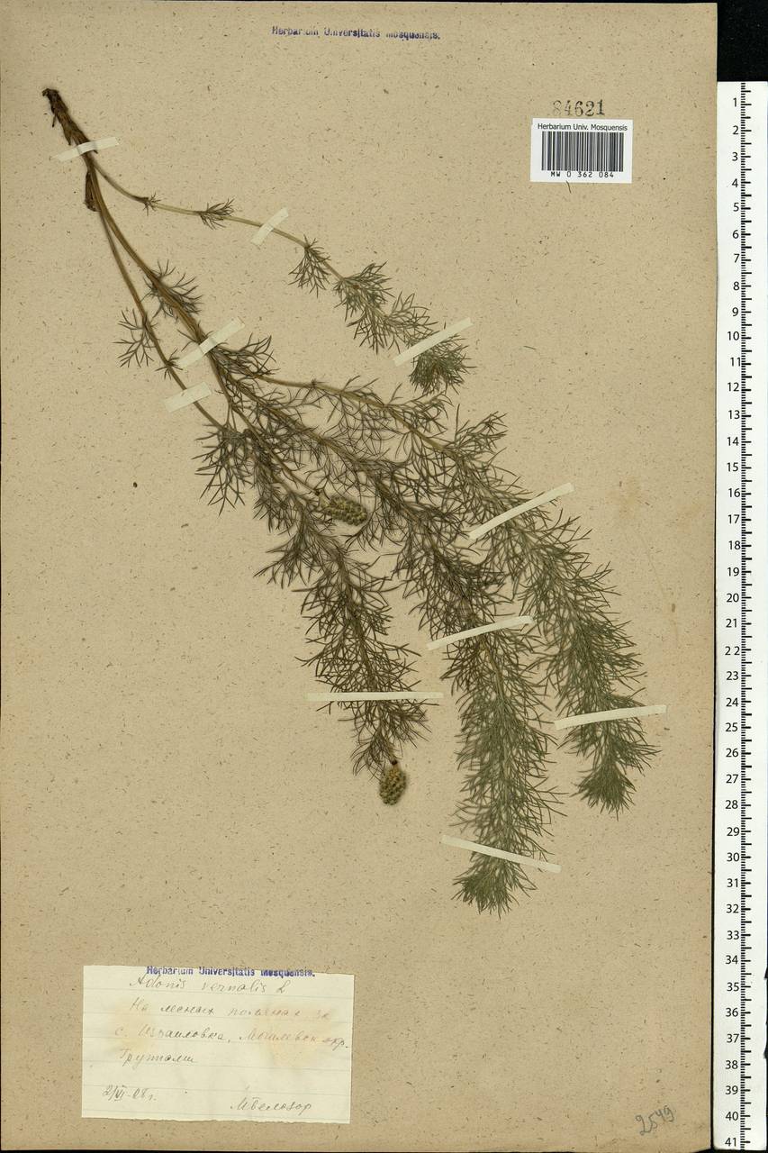 Adonis vernalis L., Eastern Europe, South Ukrainian region (E12) (Ukraine)