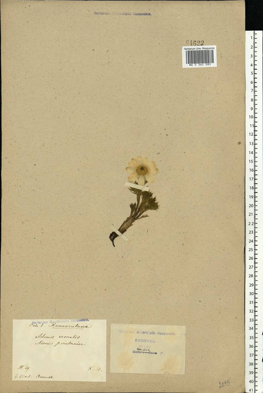 Adonis vernalis L., Eastern Europe, North Ukrainian region (E11) (Ukraine)