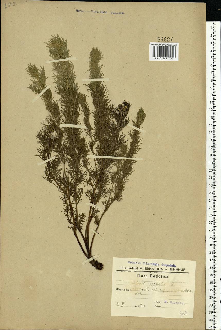 Adonis vernalis L., Eastern Europe, South Ukrainian region (E12) (Ukraine)