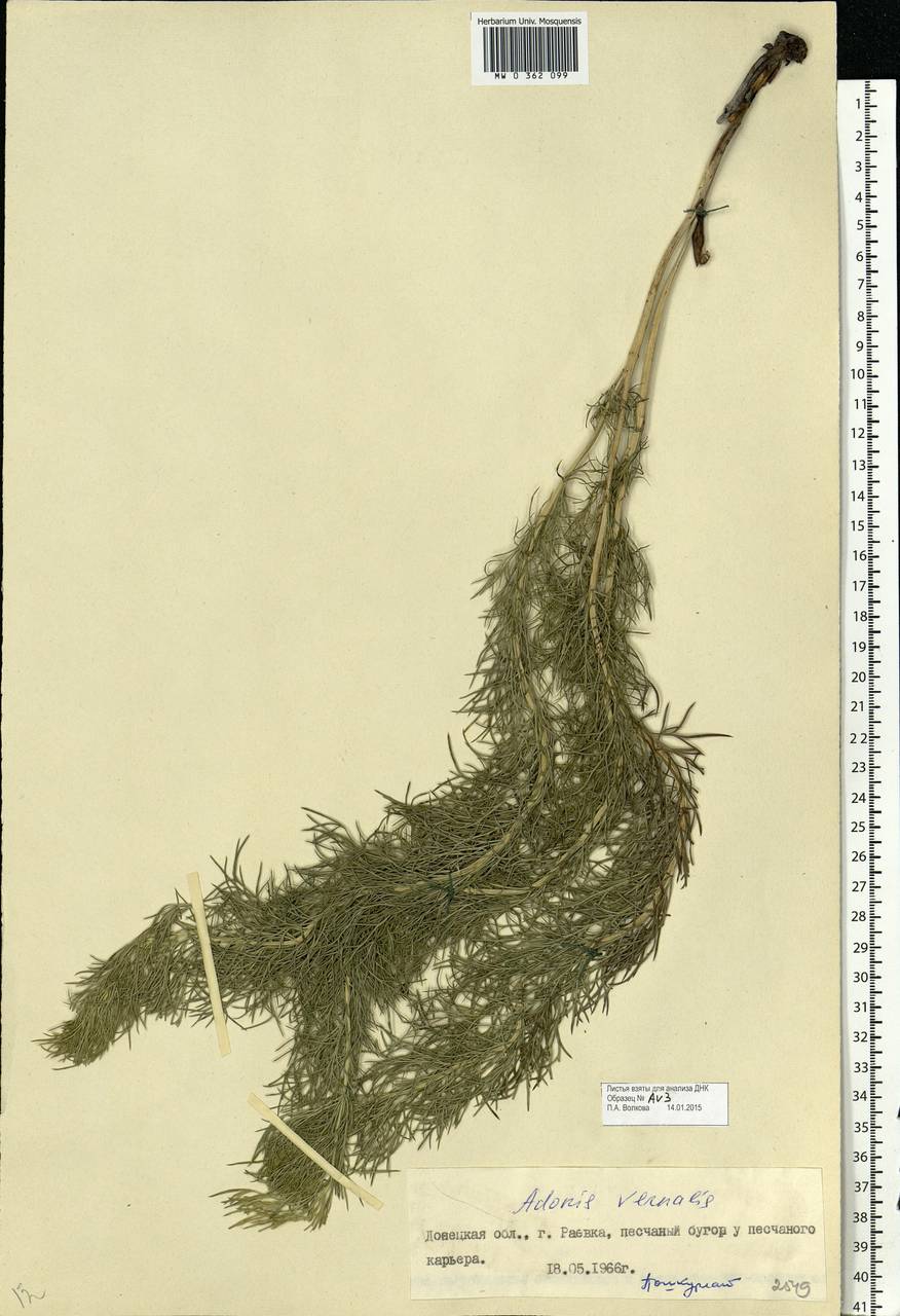 Adonis vernalis L., Eastern Europe, South Ukrainian region (E12) (Ukraine)