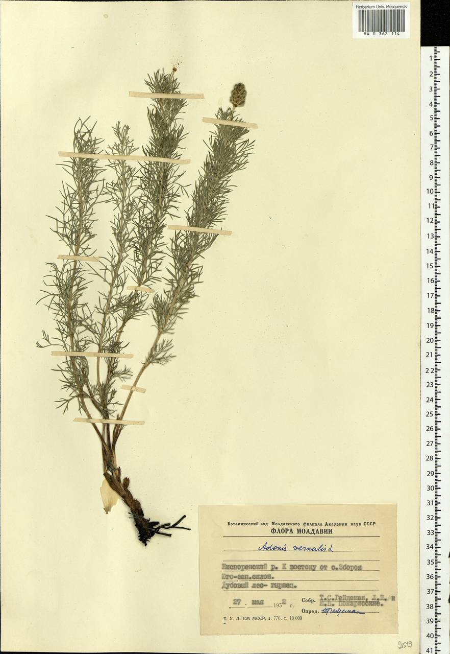 Adonis vernalis L., Eastern Europe, Moldova (E13a) (Moldova)