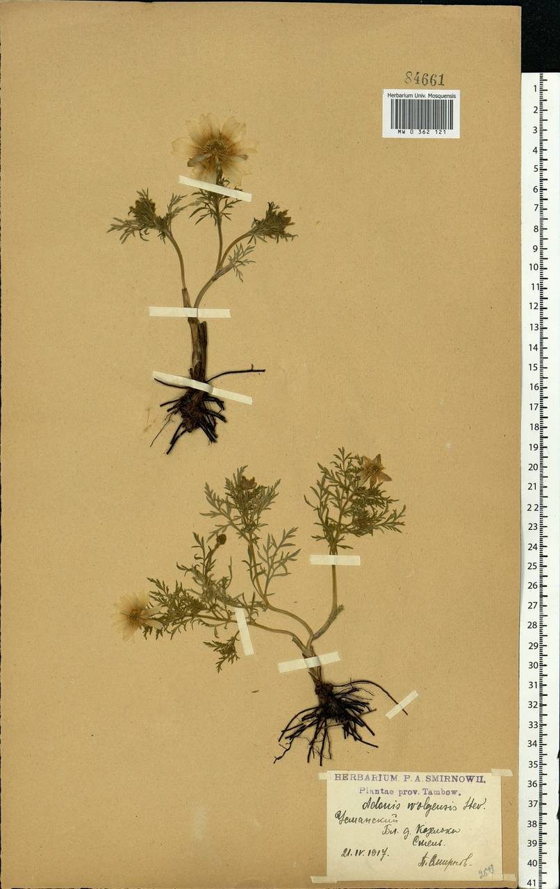 Adonis volgensis DC., Eastern Europe, Central forest-and-steppe region (E6) (Russia)
