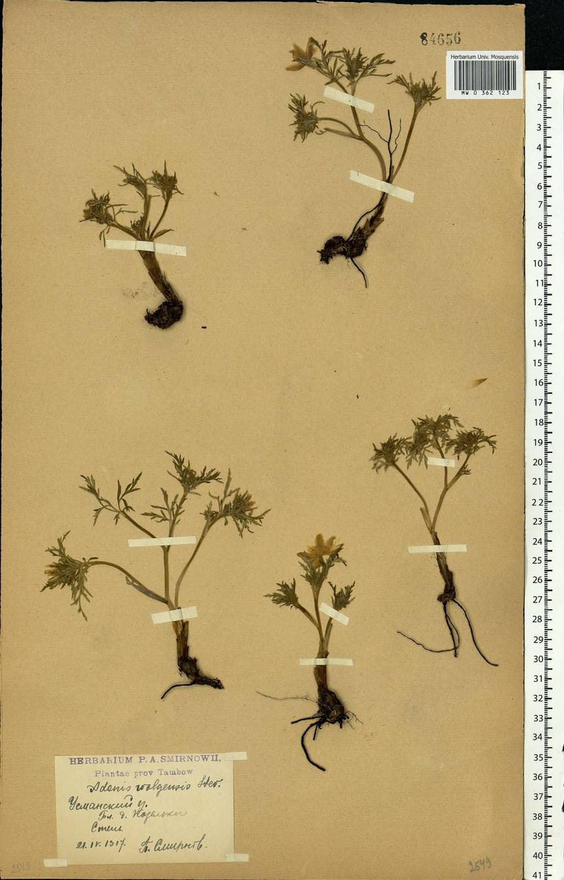 Adonis volgensis DC., Eastern Europe, Central forest-and-steppe region (E6) (Russia)