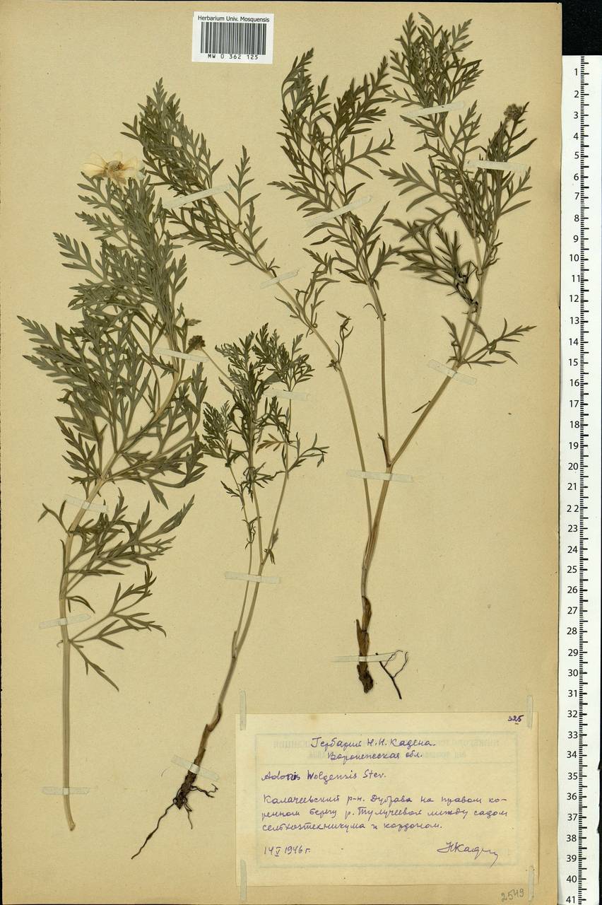 Adonis volgensis DC., Eastern Europe, Central forest-and-steppe region (E6) (Russia)