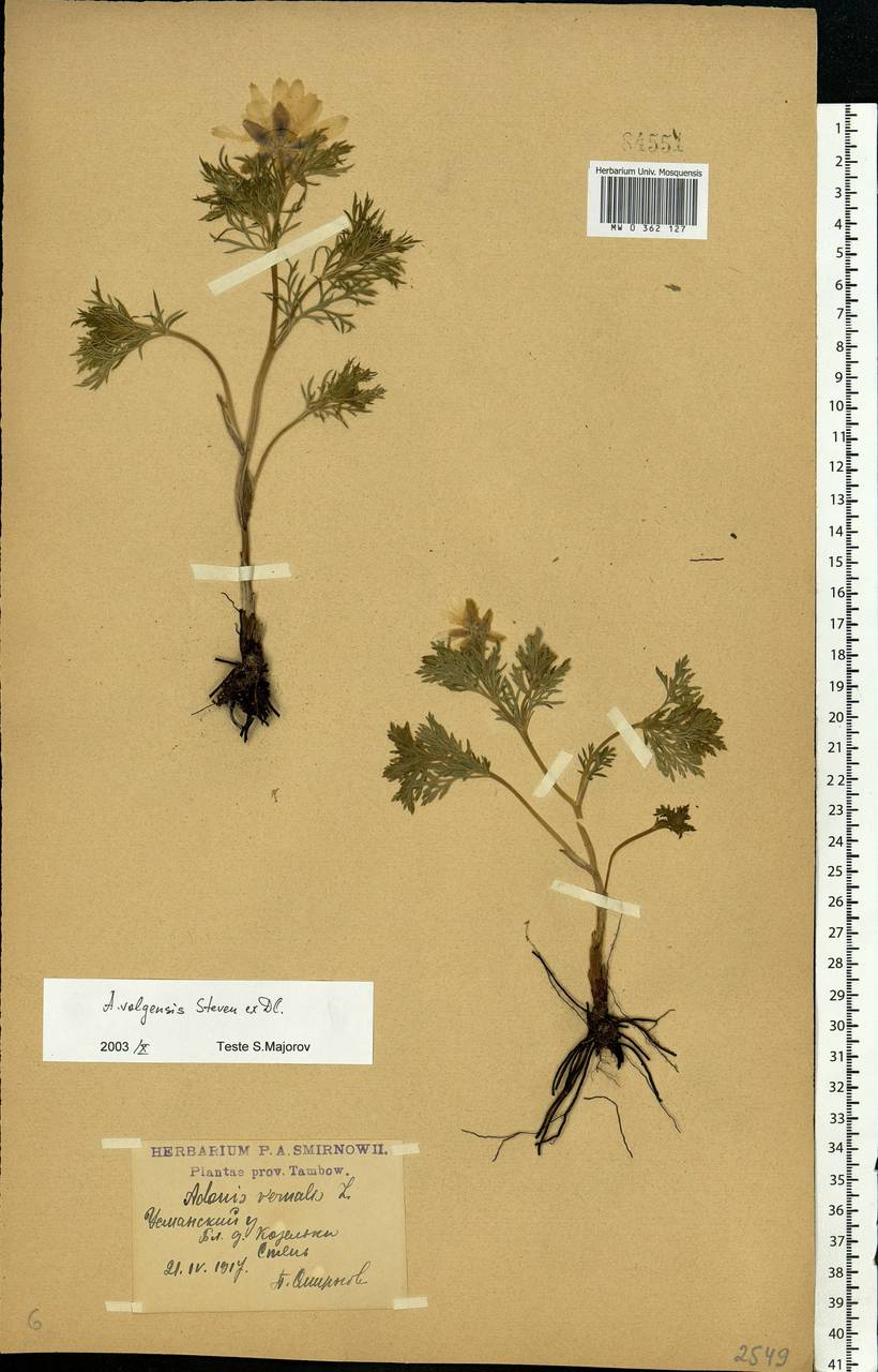 Adonis volgensis DC., Eastern Europe, Central forest-and-steppe region (E6) (Russia)
