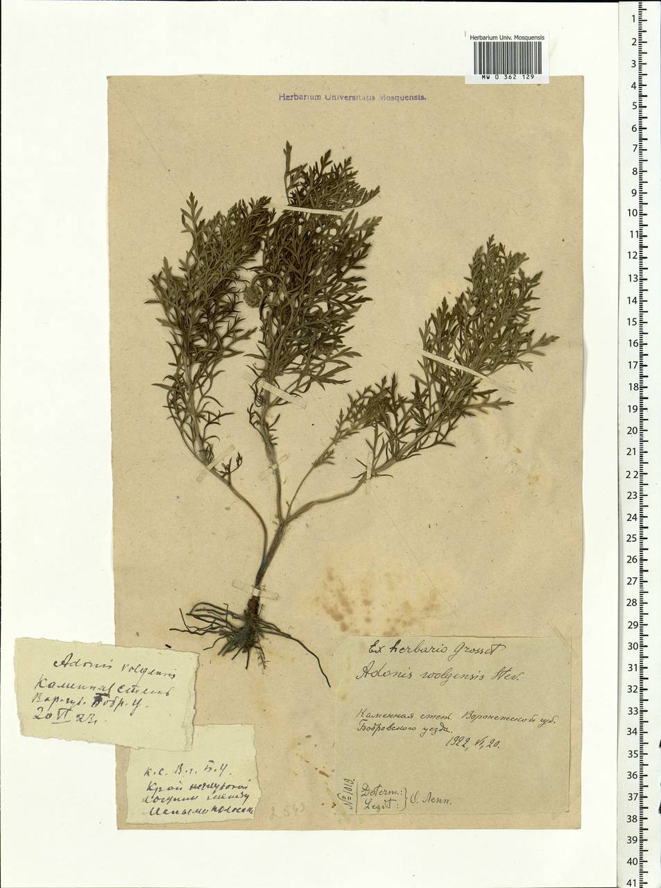 Adonis volgensis DC., Eastern Europe, Central forest-and-steppe region (E6) (Russia)