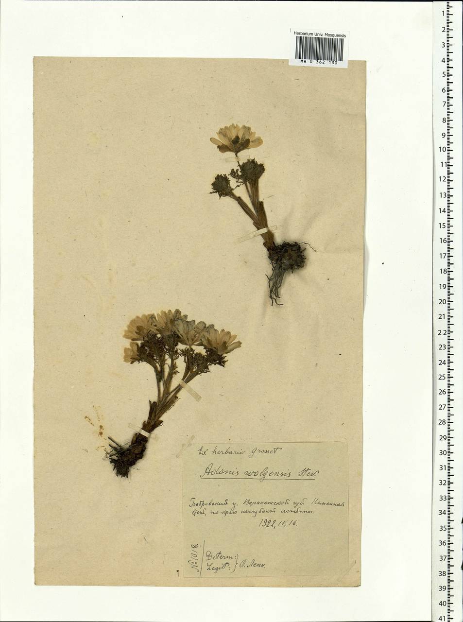 Adonis volgensis DC., Eastern Europe, Central forest-and-steppe region (E6) (Russia)