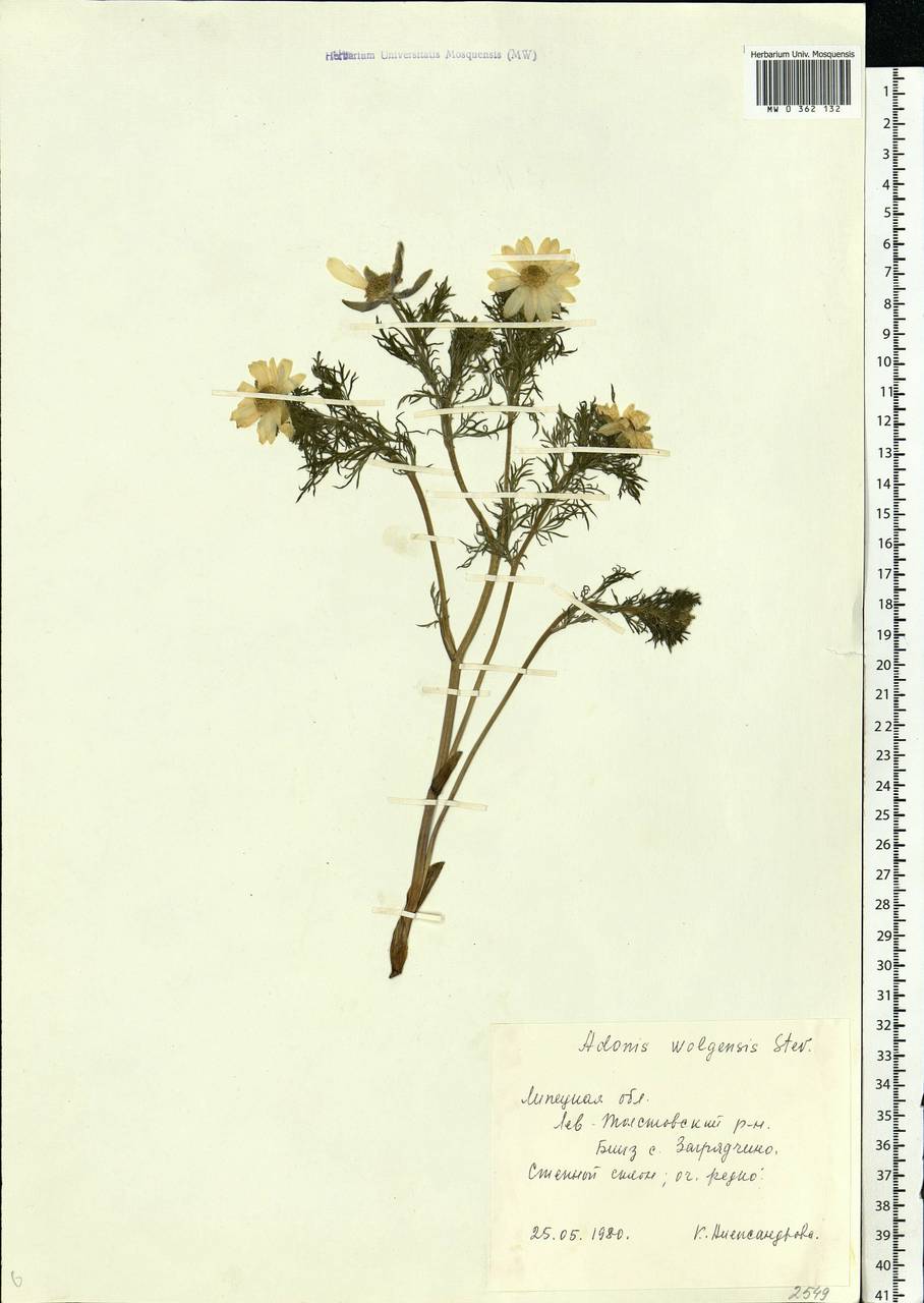 Adonis volgensis DC., Eastern Europe, Central forest-and-steppe region (E6) (Russia)