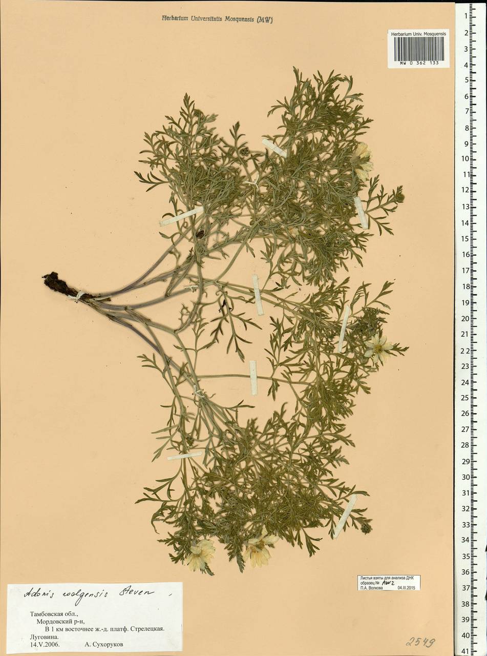 Adonis volgensis DC., Eastern Europe, Central forest-and-steppe region (E6) (Russia)