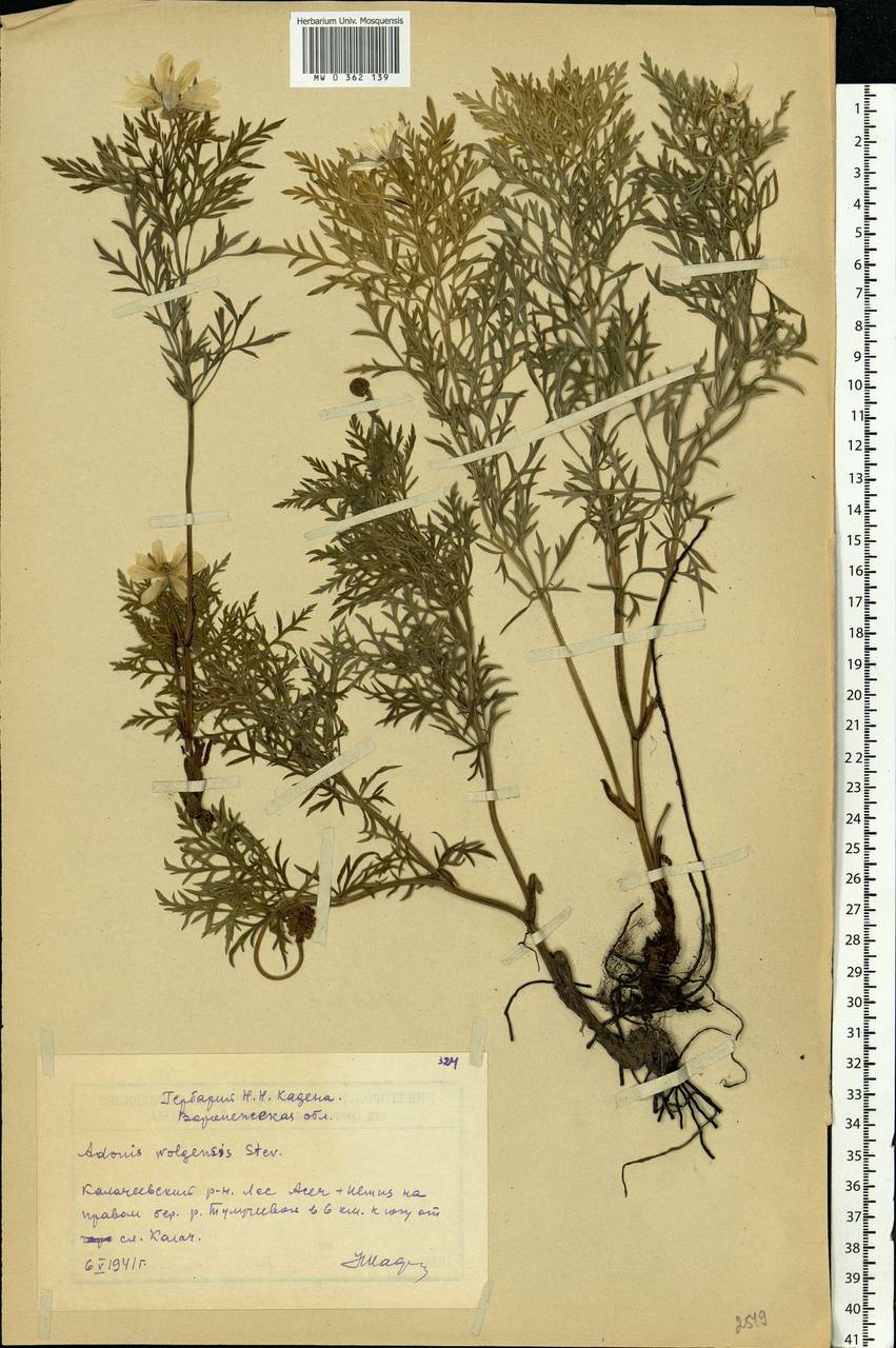 Adonis volgensis DC., Eastern Europe, Central forest-and-steppe region (E6) (Russia)