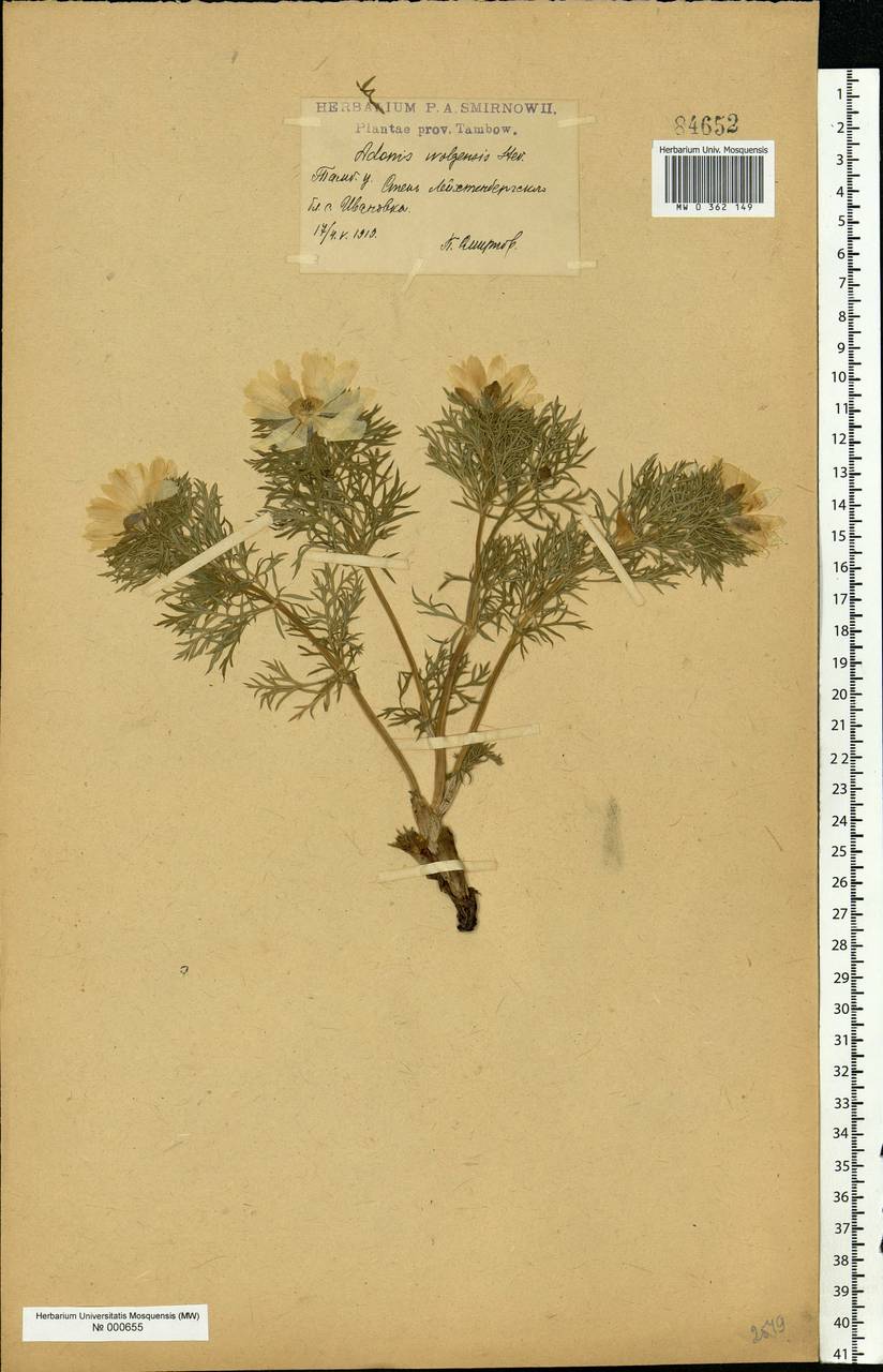 Adonis volgensis DC., Eastern Europe, Central forest-and-steppe region (E6) (Russia)