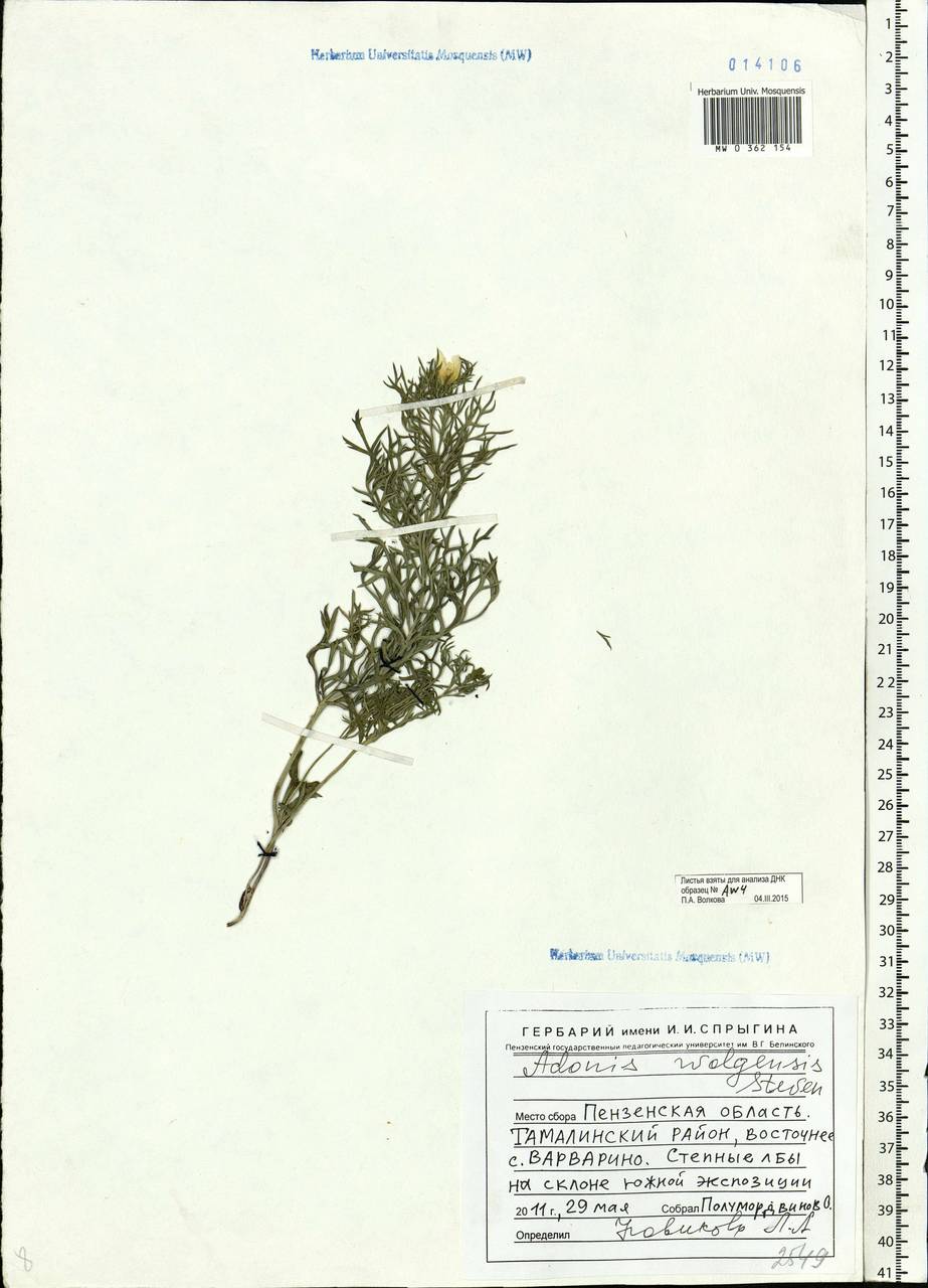 Adonis volgensis DC., Eastern Europe, Middle Volga region (E8) (Russia)